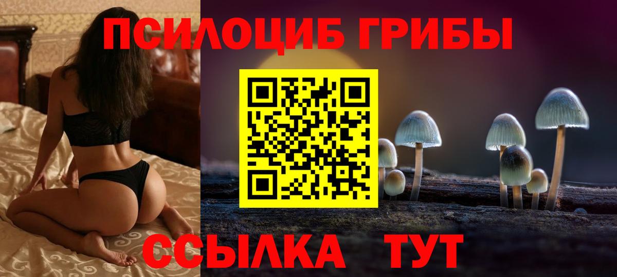 Псилоцибиновые грибы Psilocybe Губкин